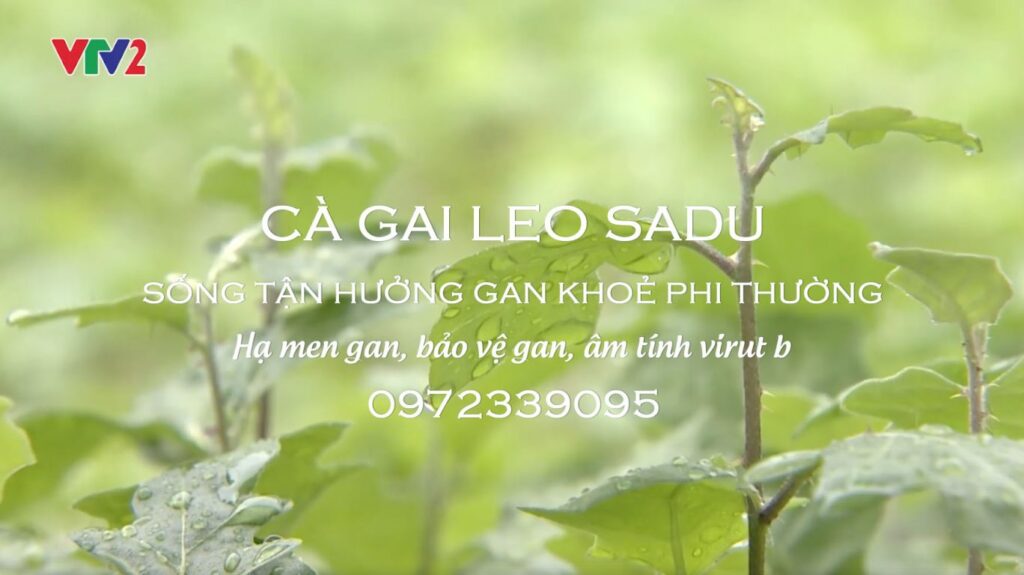 Cà gai leo SADU
