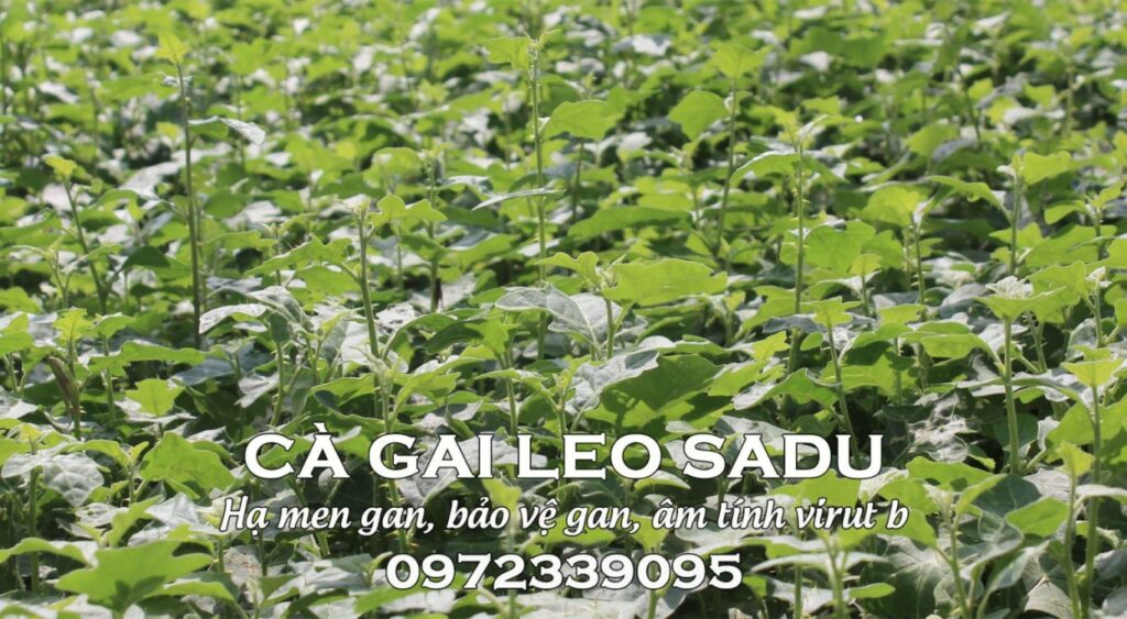 Cà gai leo SADU