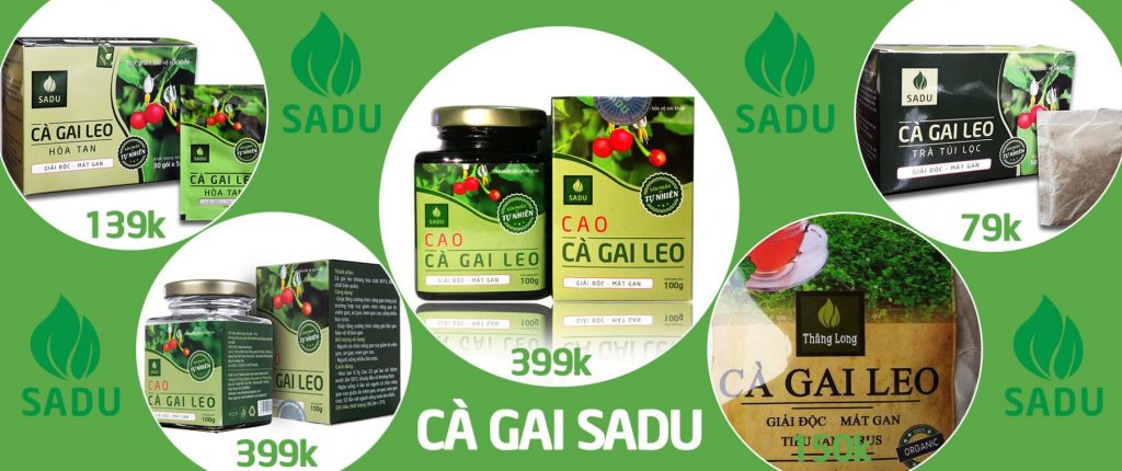 Cà gai leo SADU