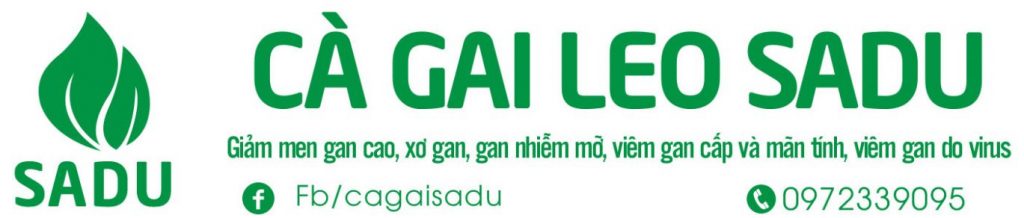 Cà gai leo SADU