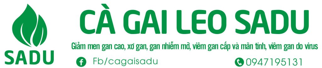 Cà gai leo SADU