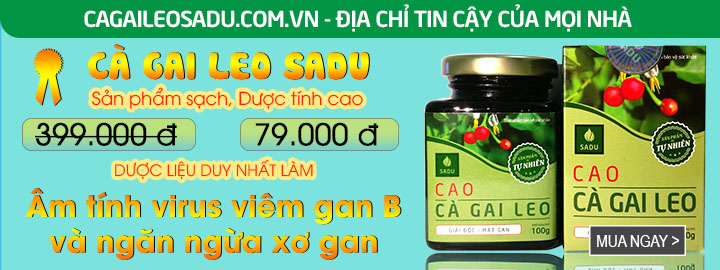 Cà gai leo SADU