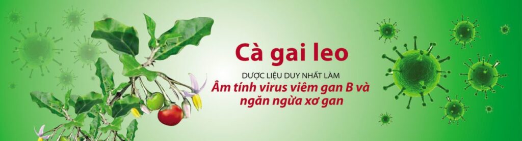 Cà gai leo SADU
