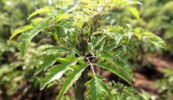 Cây đinh lăng: 6 tác dụng chữa bệnh của cây Đinh Lăng?