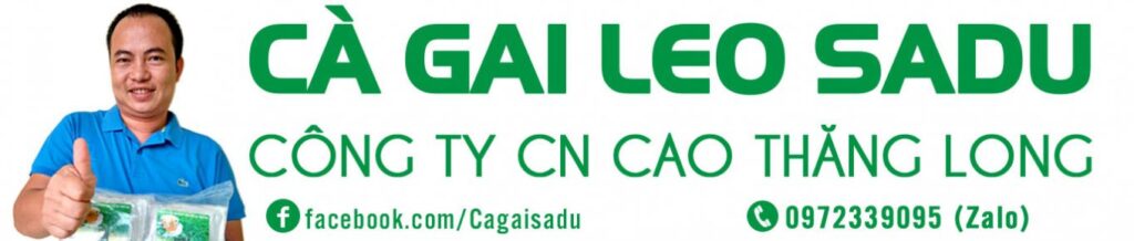 Cà gai leo SADU