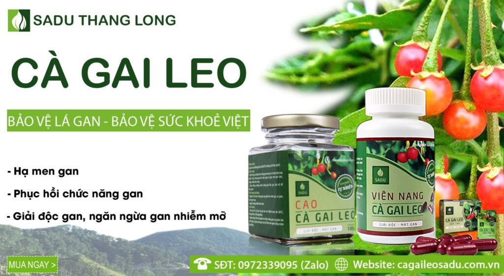 Cà gai leo SADU