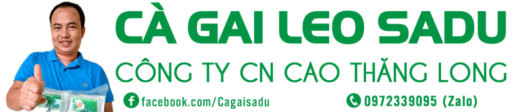 Cà gai leo SADU