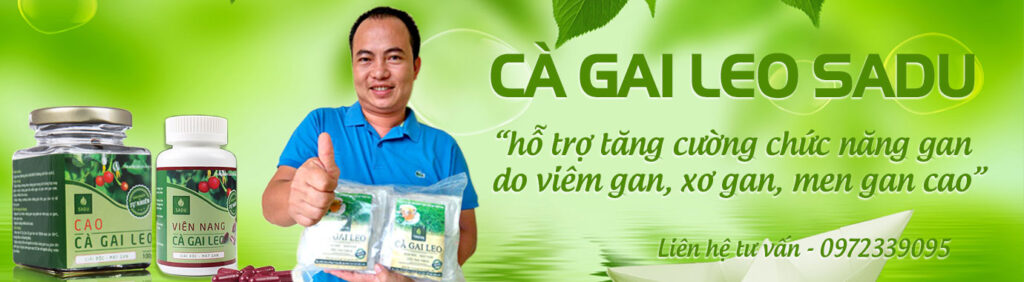 Cà gai leo SADU