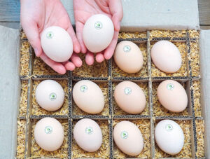 Hộp trứng gà thảo dược cà gai leo sadu 12 quả được đóng gói gửi đi tới tay khách hàng