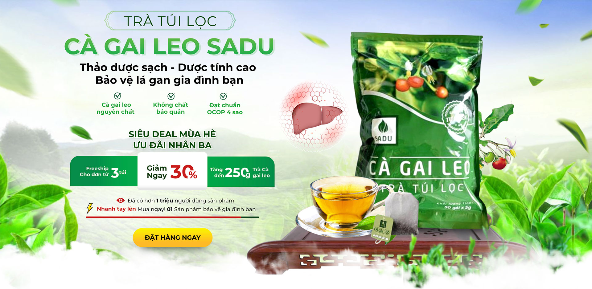 Cà gai leo SADU