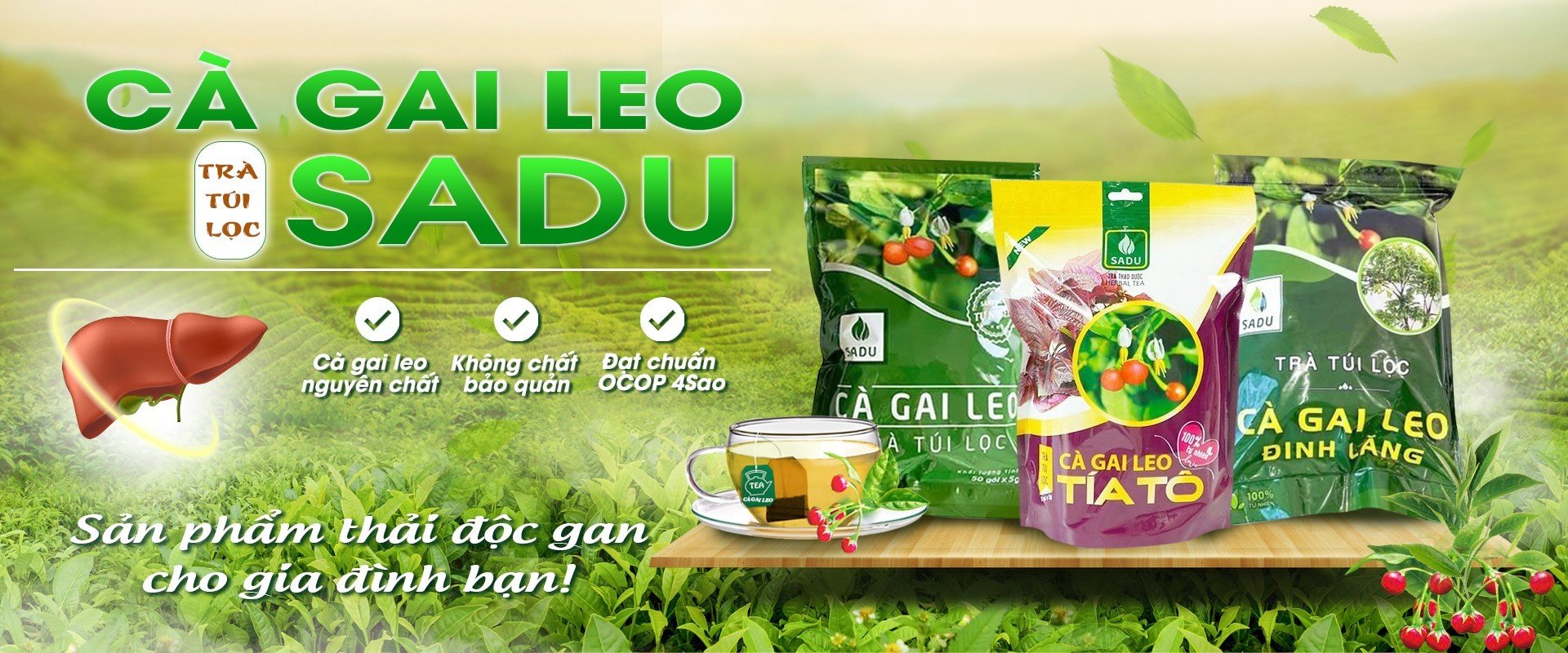 Cà gai leo SADU